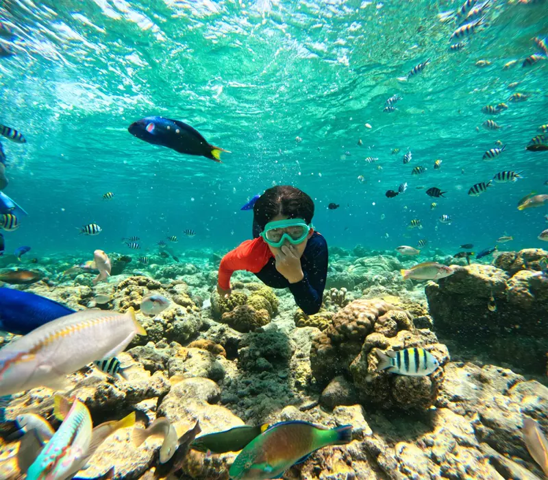 Ras Mohammed snorkeling trip with colorful fish
